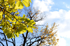 大隈公園・東京