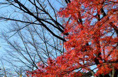 皇居東御苑・東京