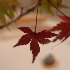 手のひらの紅葉
