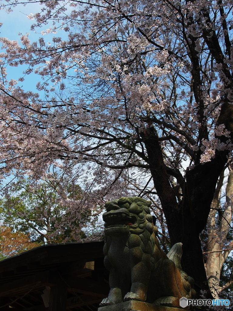 桜守り