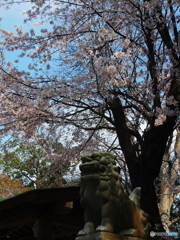 桜守り