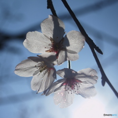 光桜