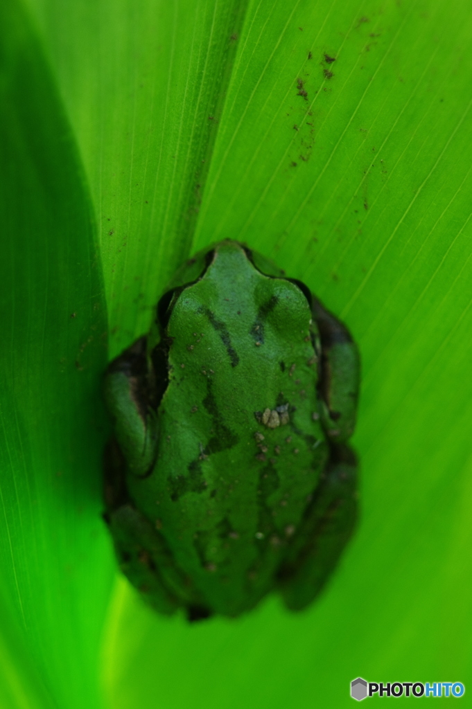 緑　カエル