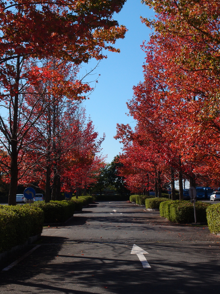 紅葉はこちら