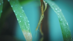 雨の匂い