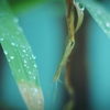 雨の匂い