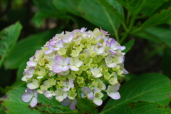 ６・３０あじさい