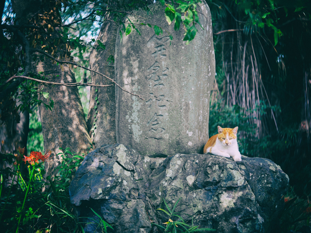 SUPER ROKKOR 45mm f2.8 ①