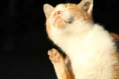 ひなたぼっこ