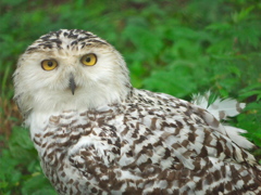 旭川動物園