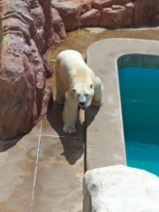 男鹿水族館