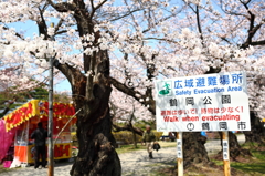2014鶴岡公園桜1