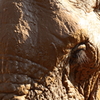 大森山動物園_アフリカゾウ