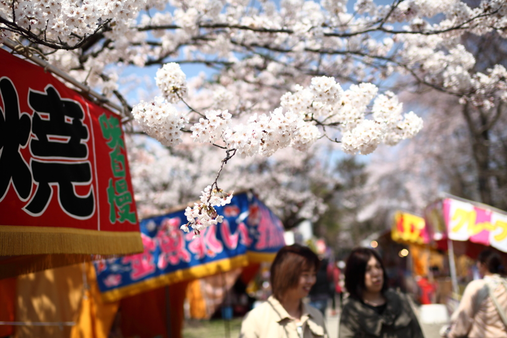 2014鶴岡公園桜2