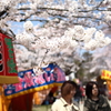 2014鶴岡公園桜2
