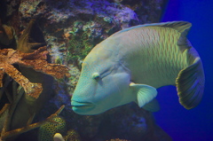 男鹿水族館