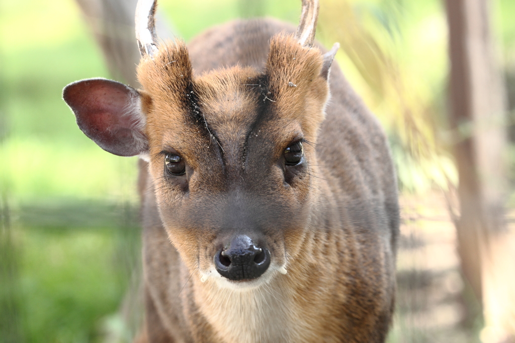 大森山動物園_キョン