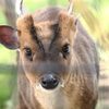 大森山動物園_キョン