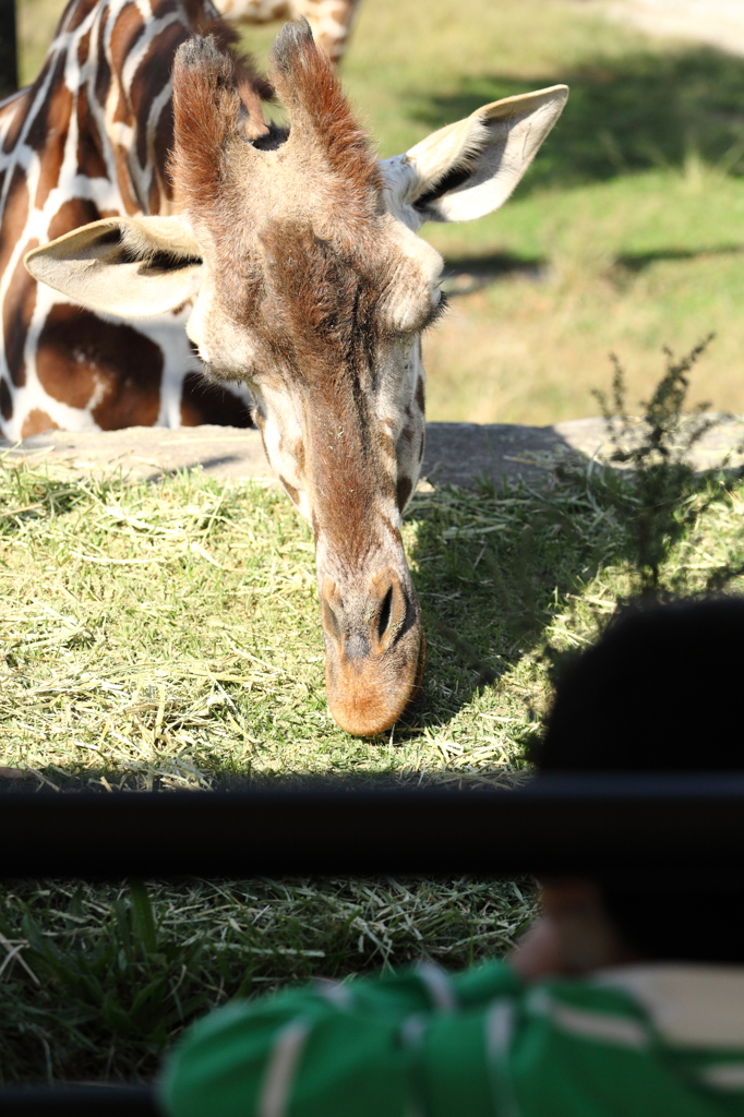 大森山動物園_アミメキリン