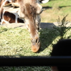 大森山動物園_アミメキリン