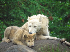 旭川動物園