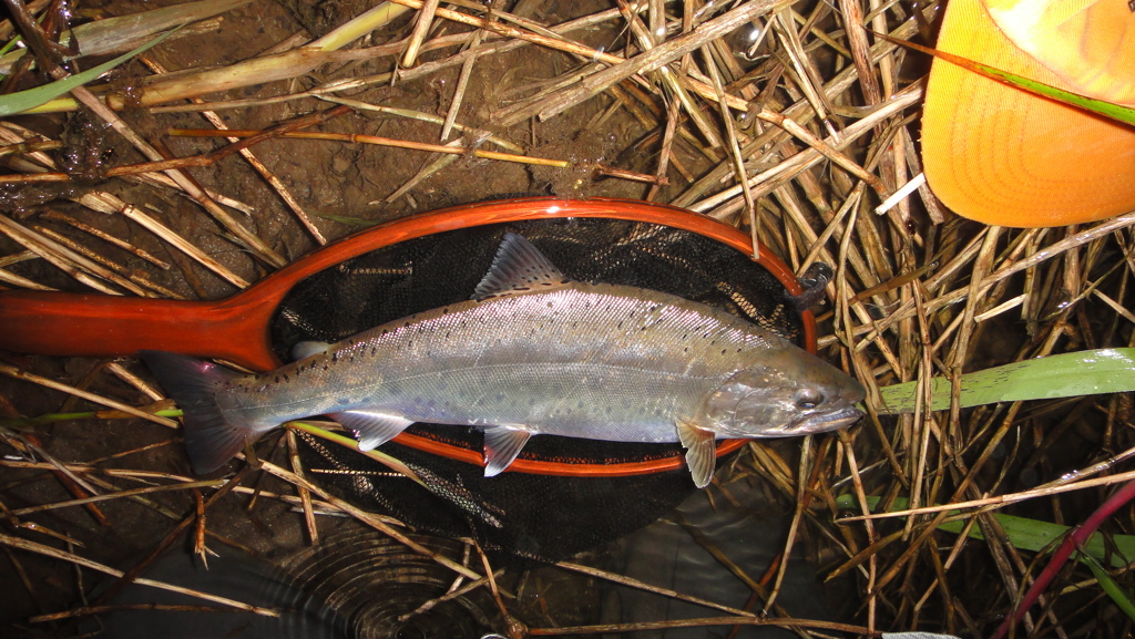 DSC00508