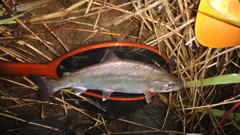 DSC00508