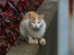 野良