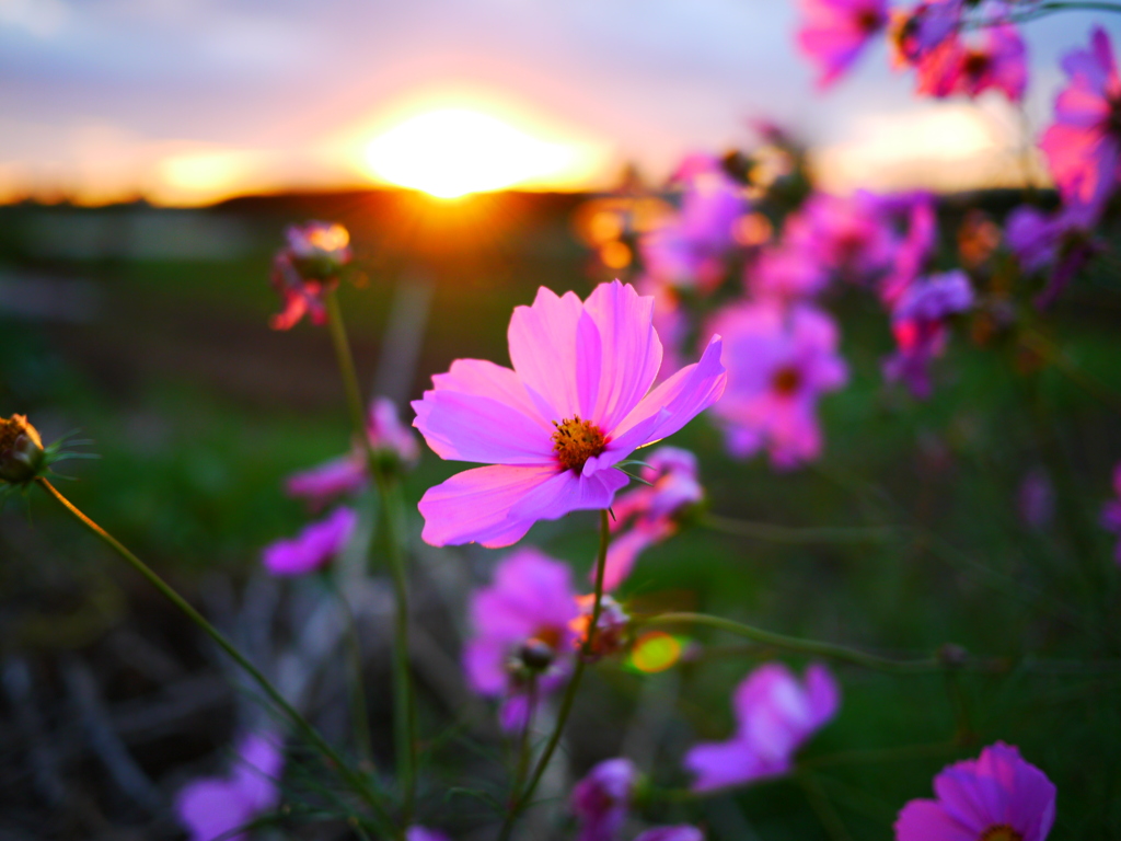 夕日と秋桜 By おうたきひでじ Id 写真共有サイト Photohito