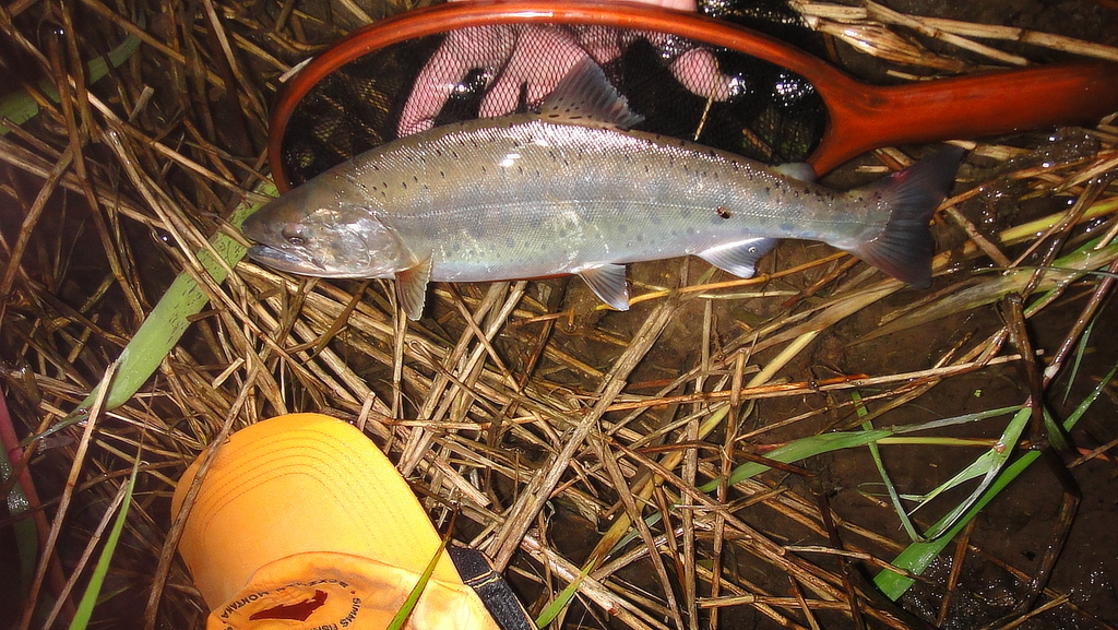 DSC00552