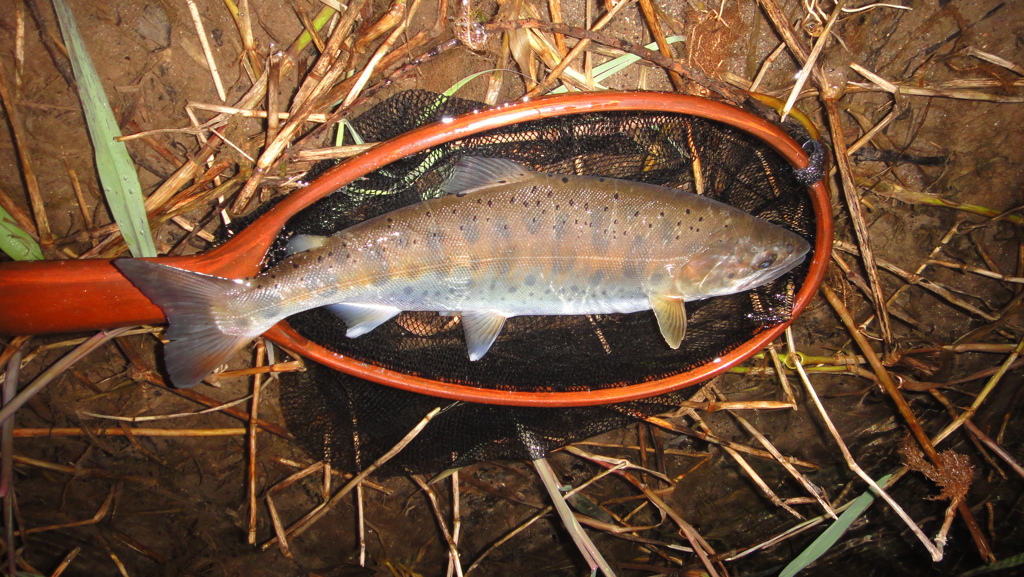 DSC00567