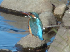 遠すぎた鳥