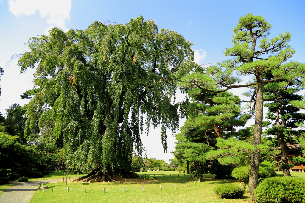 江戸彼岸桜