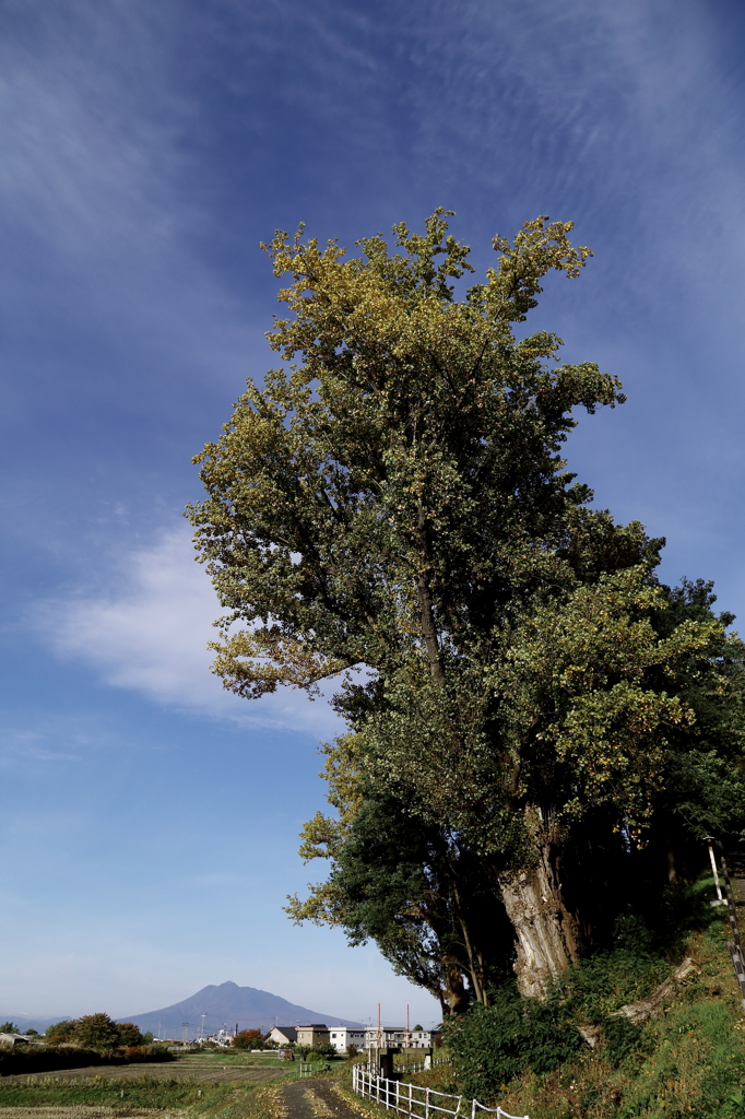 poplar