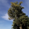 poplar