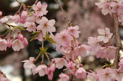 葉と花と