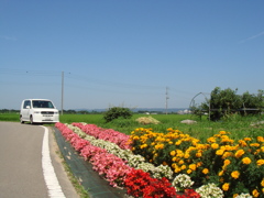 青空と花