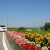 青空と花