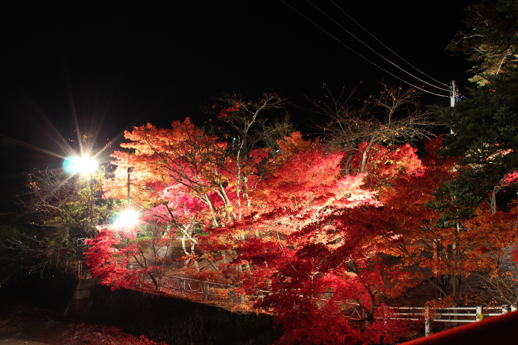 紅葉をまじかで・・・