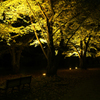 Yellow Loneliness