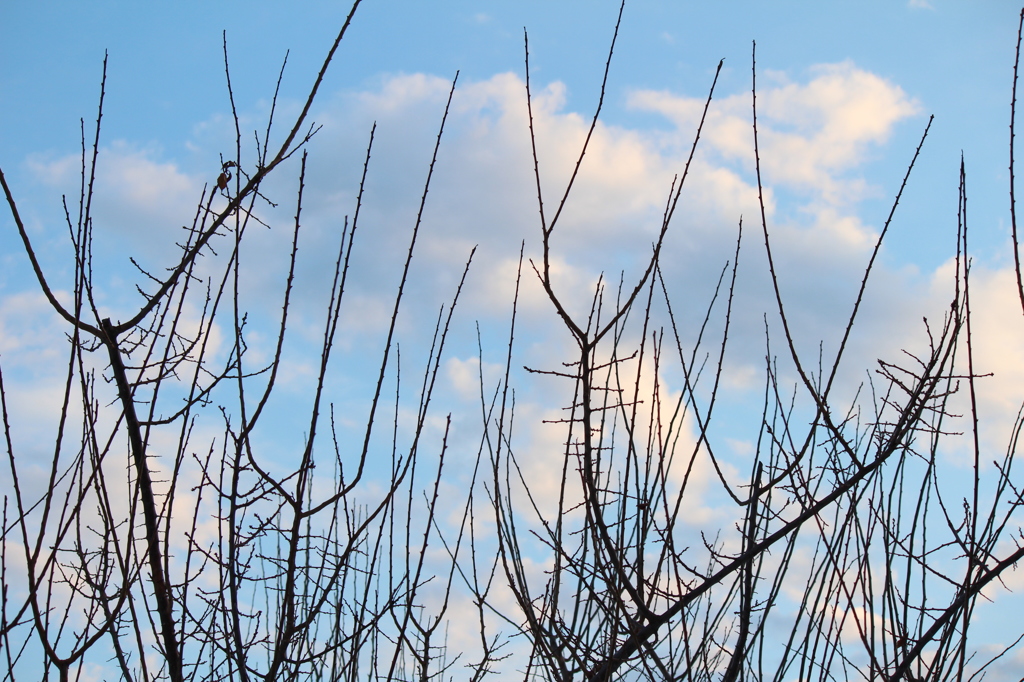 冬の空