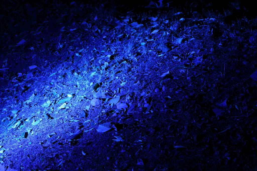 Blue Fallen Leaves