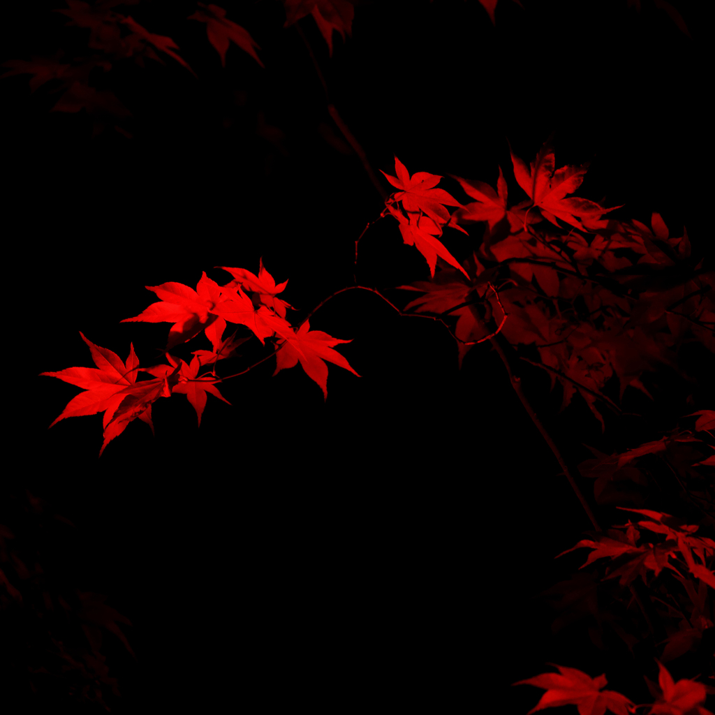 Maple in the dark