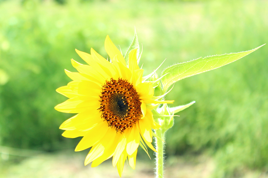 Tournesol