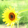 Tournesol