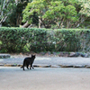 ＨＡＹＡＩ