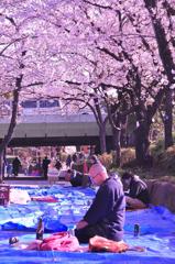 徹夜だったのか。。隅田川桜。。花見場所どり風景・・
