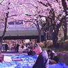 徹夜だったのか。。隅田川桜。。花見場所どり風景・・