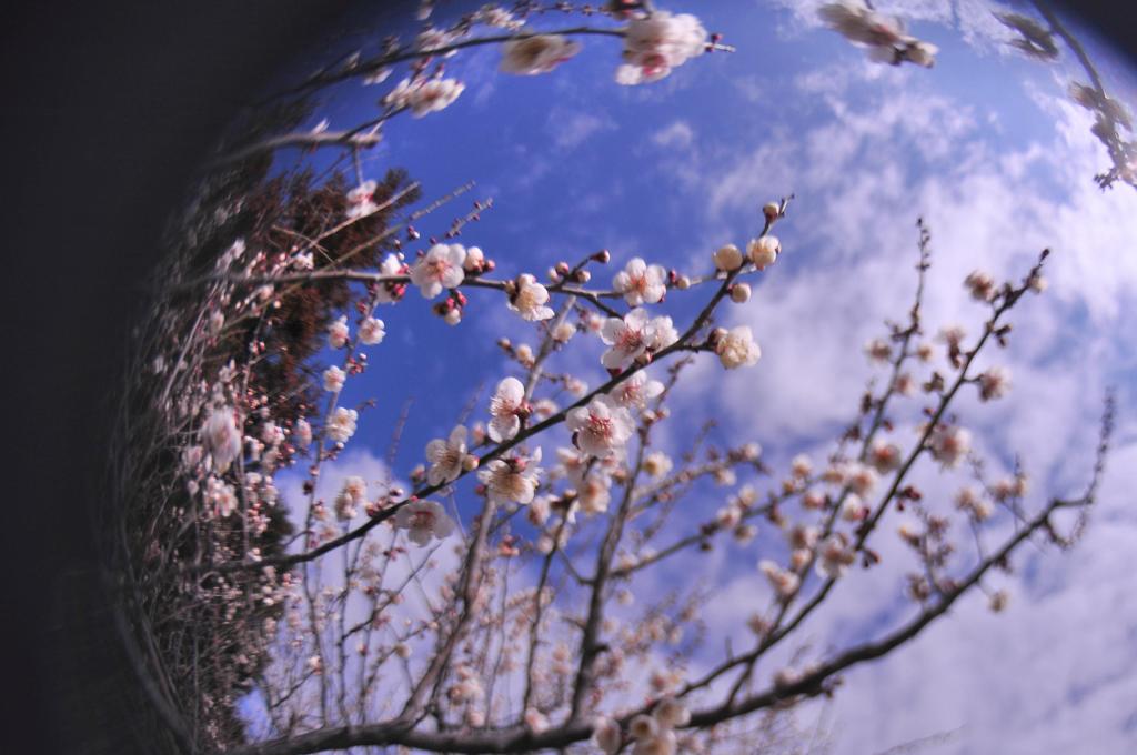 青空と梅の花。。。