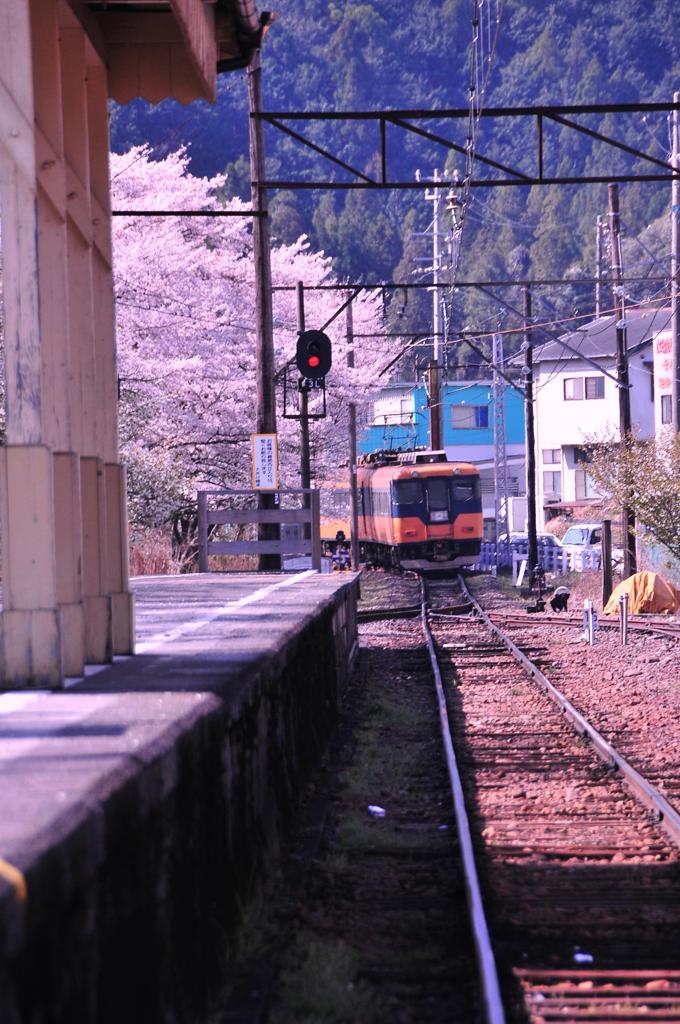 大井川鉄道 家山駅ホームから見る春のサクラ。。